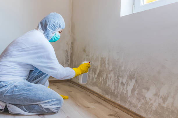 Licensed Mold Removal service in Wilmington, NC - 24 Hour Mold Removal