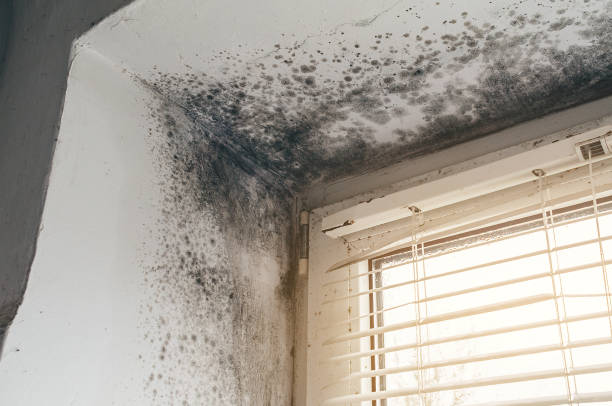 Affordable Mold Removal solutions in Wilmington, NC